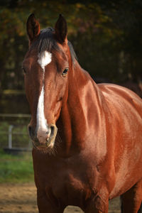 Close-up portrait of horse