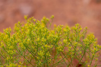 Close-up of flowering plants on field