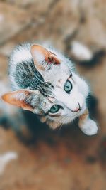 Close-up of a cat looking away