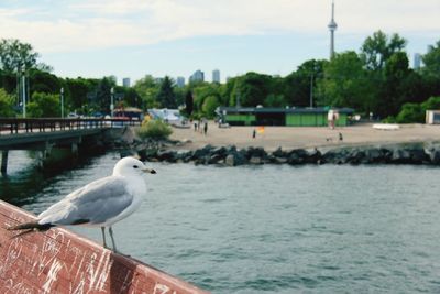 Seagull perching on retaining wall by river against sky