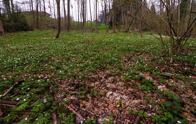 View of trees in forest