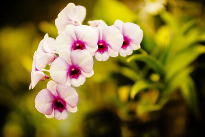 Close-up of pink flowering plant