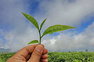 Cropped image of hand holding plant against sky