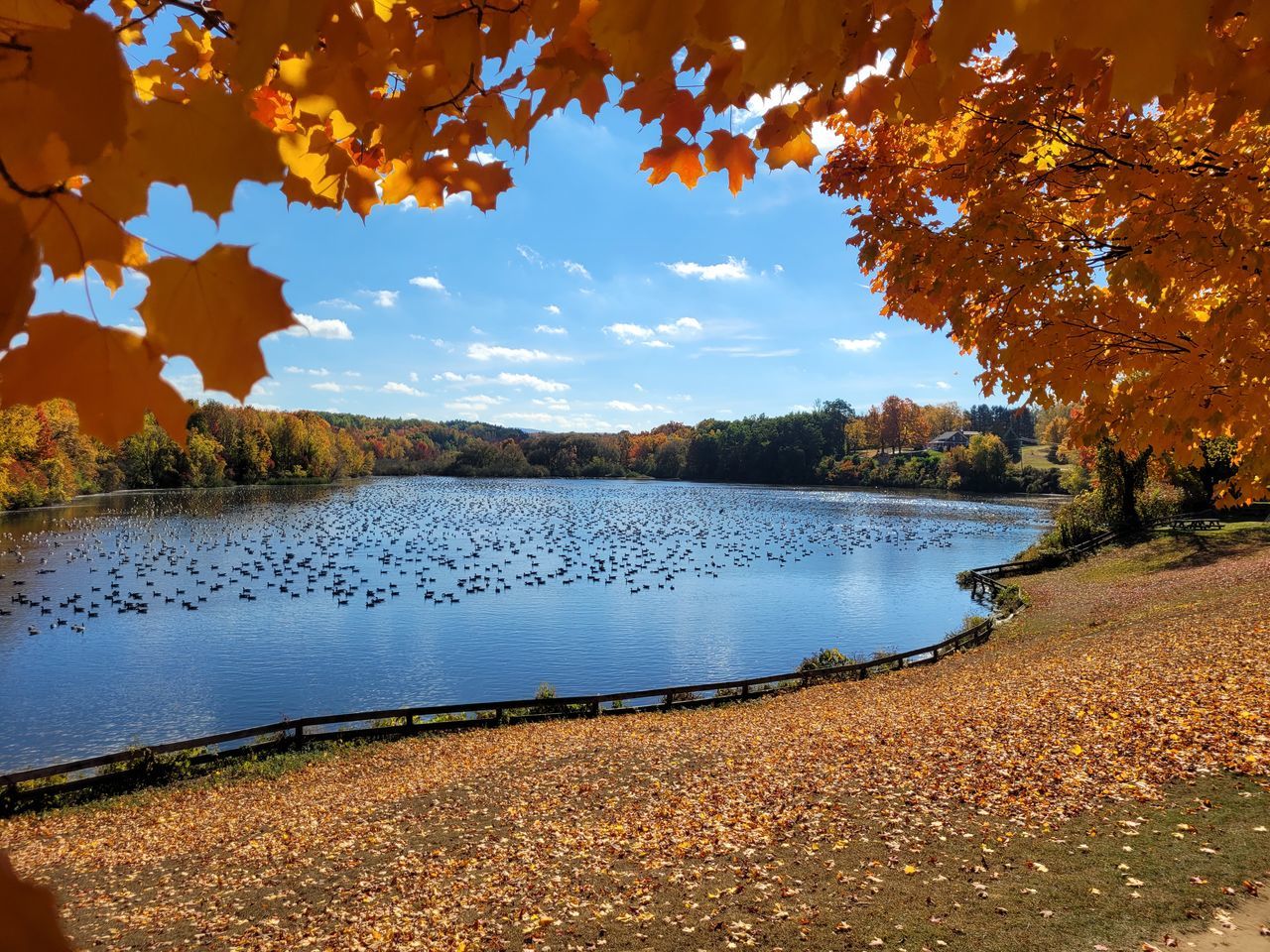 water, autumn, tree, reflection, nature, beauty in nature, leaf, plant part, plant, scenics - nature, sky, lake, tranquility, morning, environment, landscape, land, tranquil scene, no people, travel destinations, sunlight, idyllic, travel, outdoors, cloud, orange color, day, non-urban scene, forest, mountain, tourism, flower, beach, multi colored, blue, vacation, dusk, autumn collection