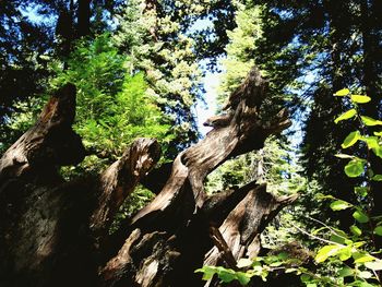 Low angle view of trees