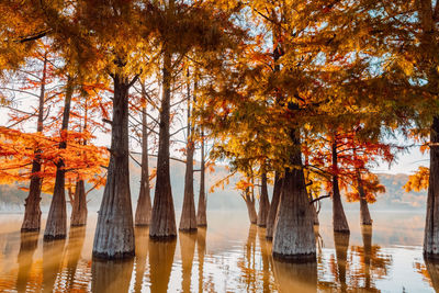 Trees in lake during autumn