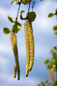 Close-up of flowering plant against sky