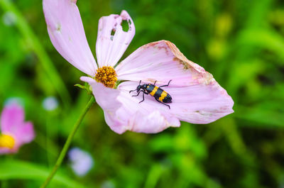 Close-up of insect pollinating on yellow flower