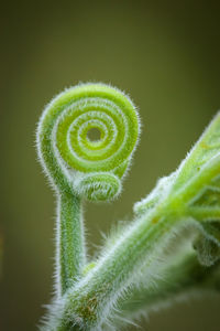 Close-up of fern plant