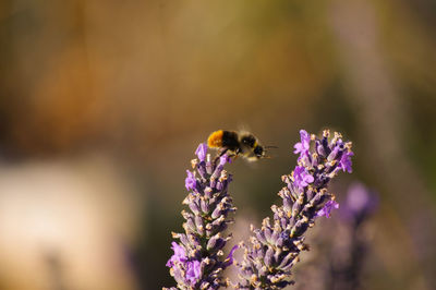 Close-up of bee pollinating on purple flower