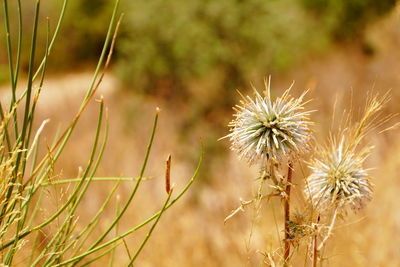 Close-up of thistle flowers