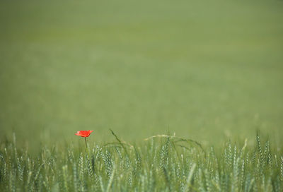 Close-up of poppy on field