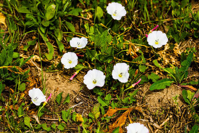 High angle view of white flowers on field