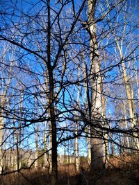 Low angle view of bare trees in forest