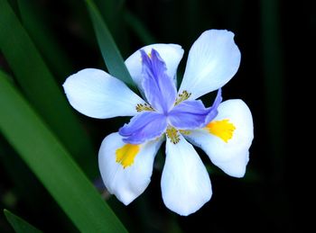 Close-up of white flowers blooming outdoors