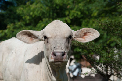 Portrait of cow on grassy field
