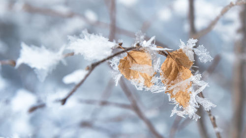 Close-up of frozen leaves on tree during winter