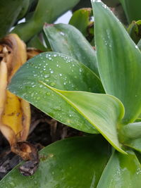 Close-up of wet plant