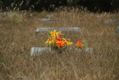 Yellow flowers growing in lawn