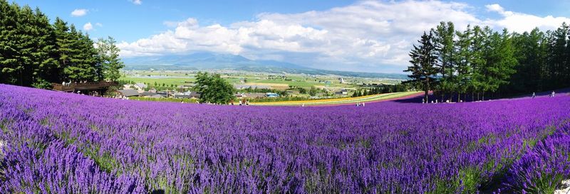 Purple flowers growing in field against sky