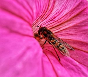 Close-up of insect on flower