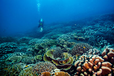 Man diving under sea by coral reef