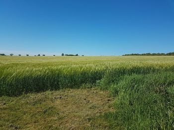 Scenic view of field against clear blue sky