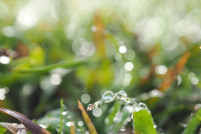 Close-up of water drops on plant leaves