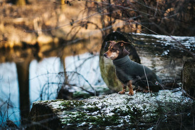 Dog standing on rock