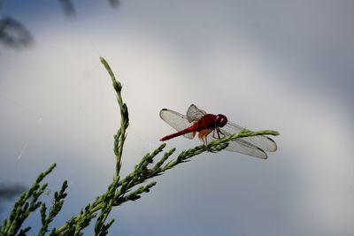 Close-up of insect on leaf