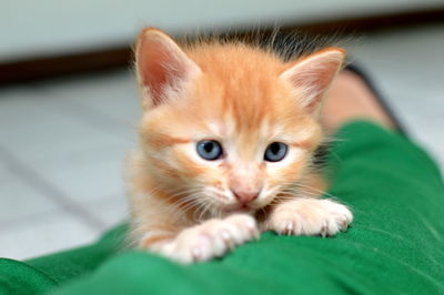 Close-up portrait of kitten