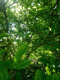 Low angle view of tree