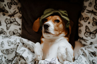 Portrait of beagle dog sitting on bed at home