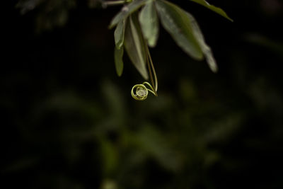 Close-up of raindrops on plant