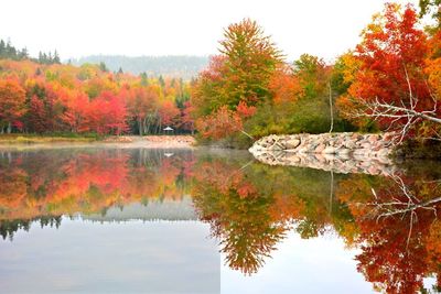 Scenic view of lake by trees during autumn