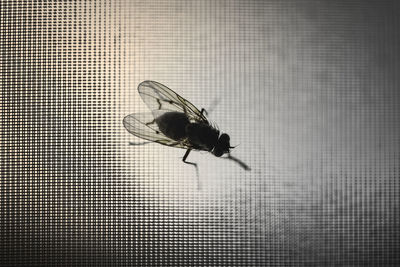 Close-up of fly on wall