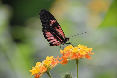 Close-up of butterfly pollinating on flower