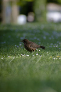 View of bird on field