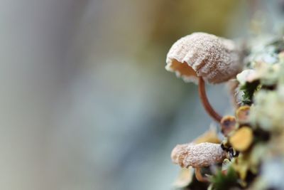 Close-up of mushroom growing on field