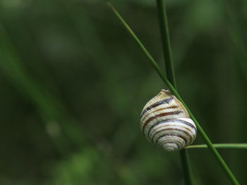 Close-up of snail on leaf