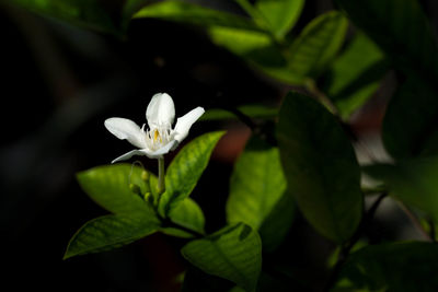 Close-up of frangipani blooming outdoors