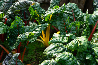 Stem of vegetable. fresh organic rainbow swiss chard ready for harvest.