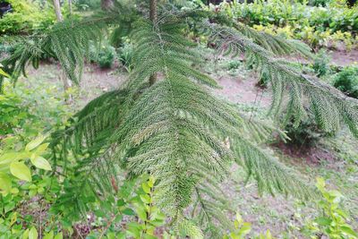 High angle view of plants