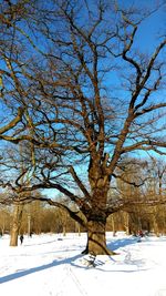 Bare tree against sky during winter