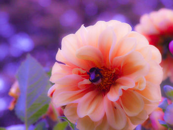 Close-up of pink flower