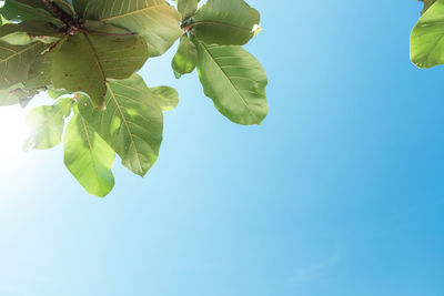 Low angle view of leaves against clear blue sky