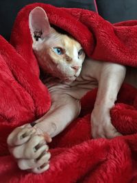 Close-up portrait of cat relaxing on bed at home