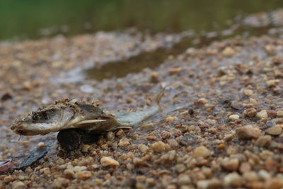 Close-up of lizard on rock