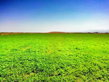 Scenic view of grassy field against blue sky