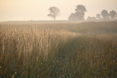 Crops growing on field against sky